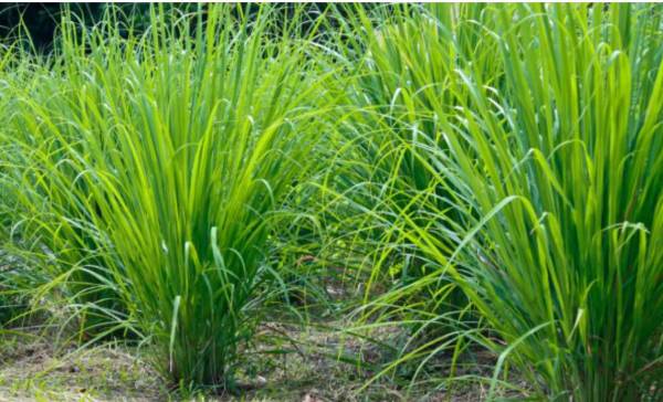 Perbedaan daun serai merah dan serai putih