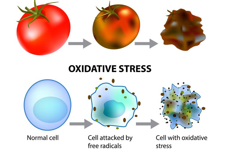 sel tubuh diserang radikal bebas dan stres oksidatif