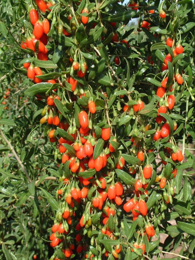 Tanaman buah Gojiberi (Wolfberry)
