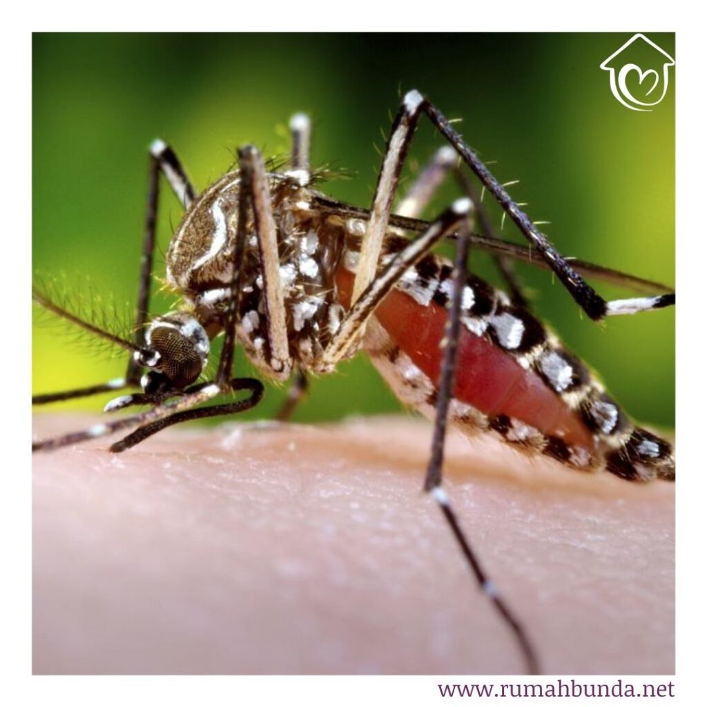 Nyamuk aedes aegypti, pembawa virus  demam berdarah dengue