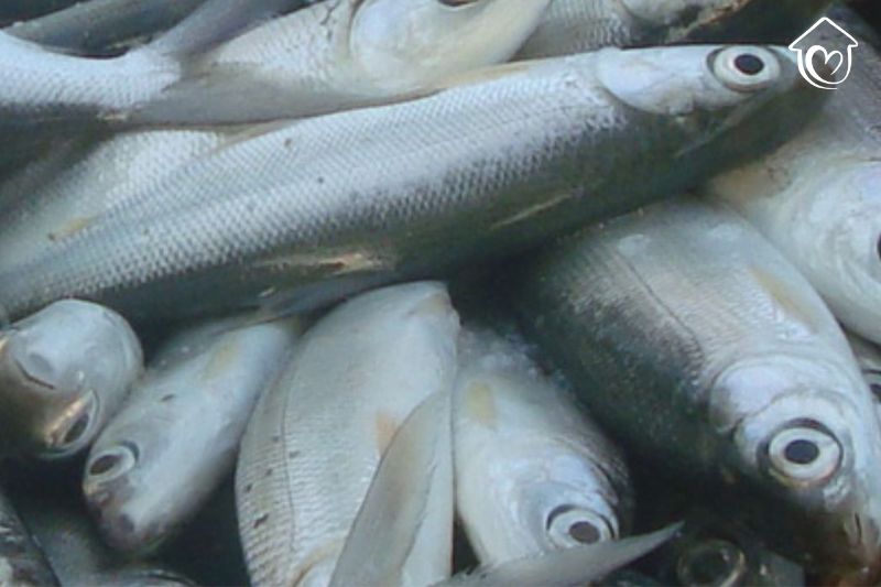 kandungan nutrisi dan manfaat ikan bandeng 