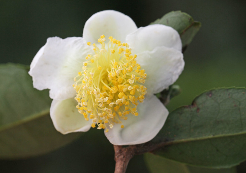 Bunga Camellia sinensis