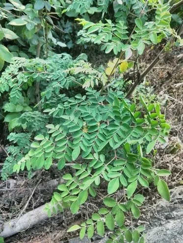 Daun kelor (Moringa Oleifera) | Picture This